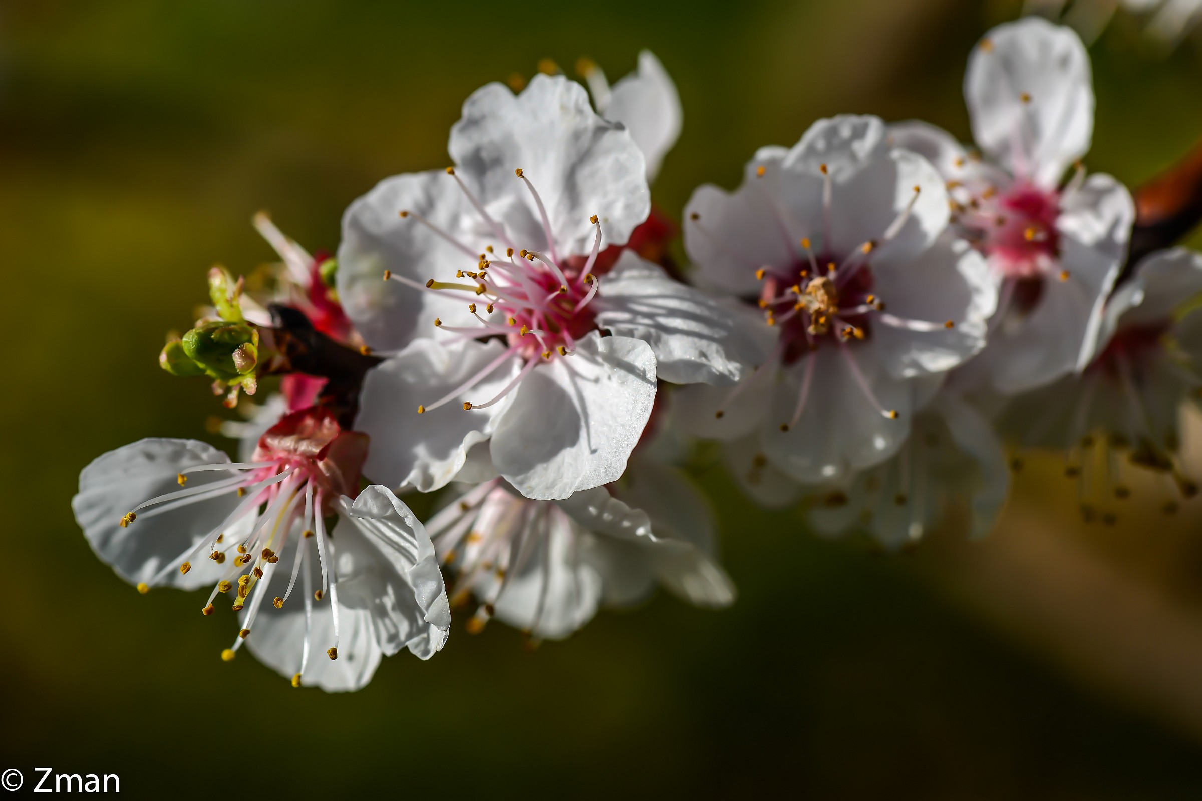 Apricot Flowers