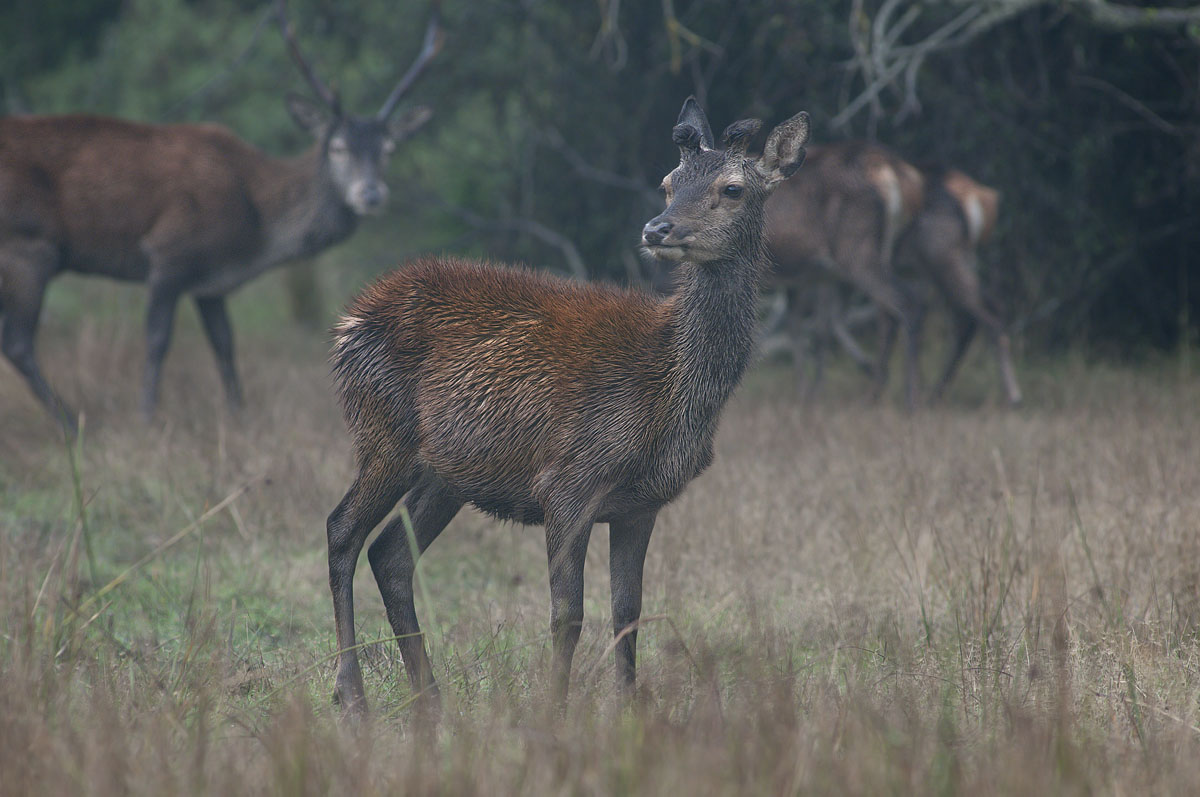 young deer nestled in the low clouds.