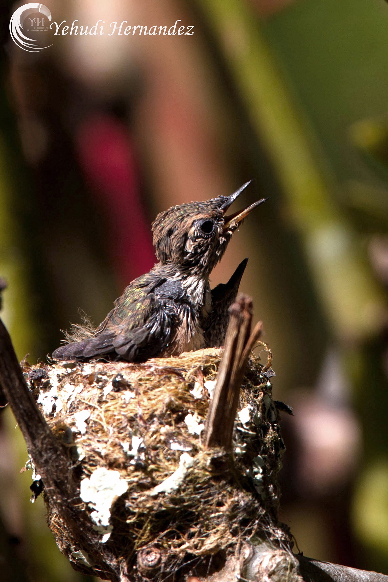 Scintillant Hummingbird