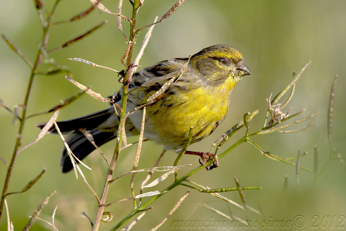 verzellino (Serinus serinus)