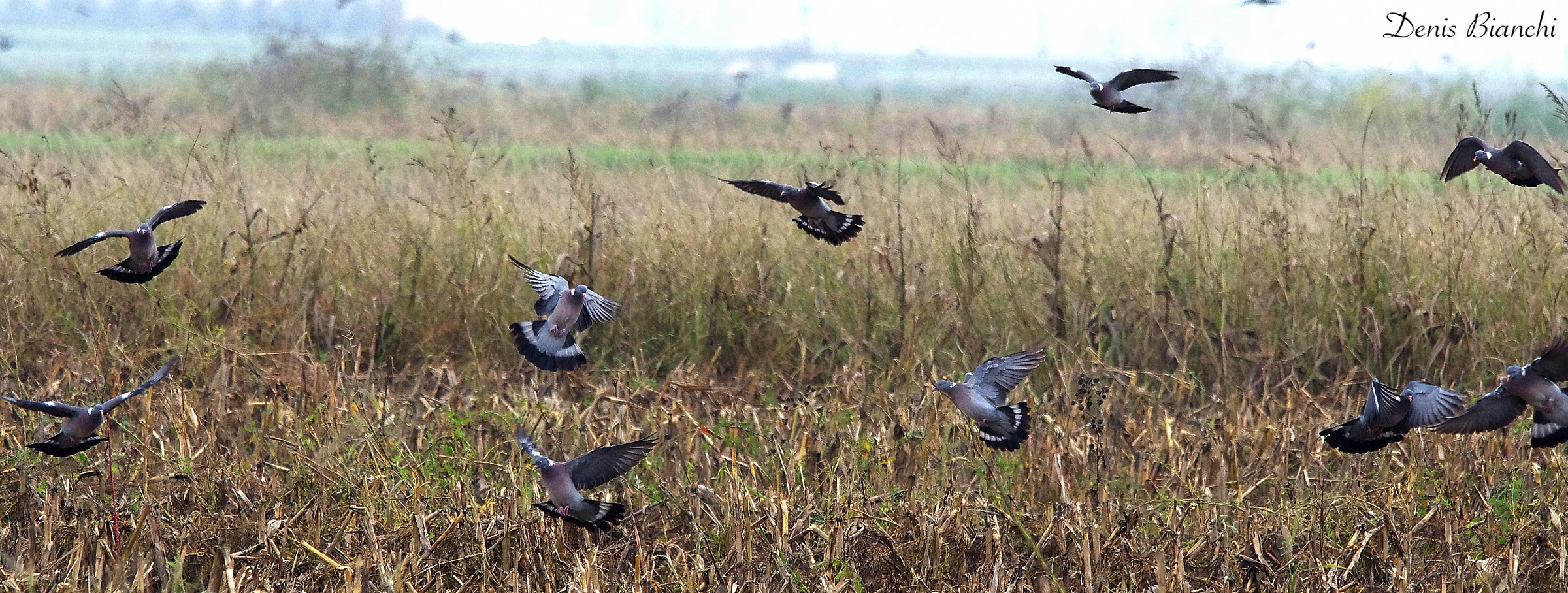 Colombacci nella stoppia di mais