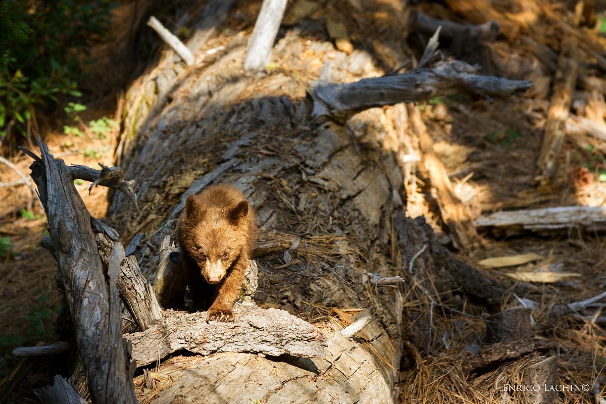 Bear cub is growing up..