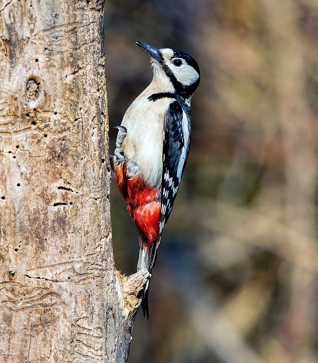 My first woodpecker ....