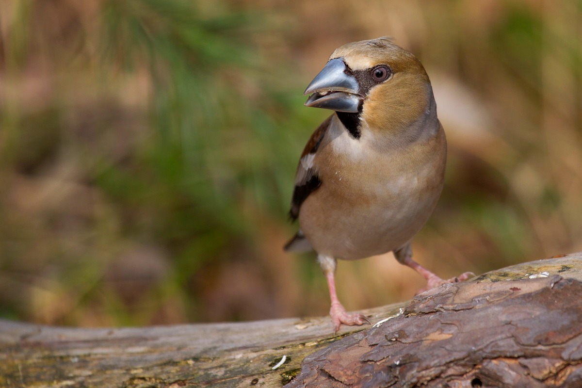 Hawfinch spiteful