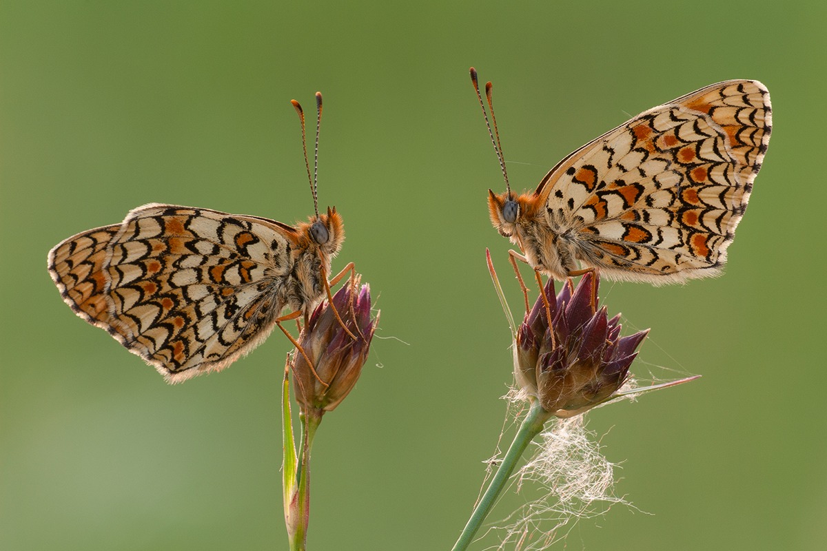 Melitaea phoebe (Update)
