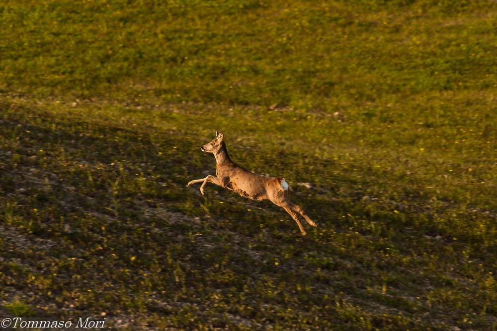 Capriolo in salto #1