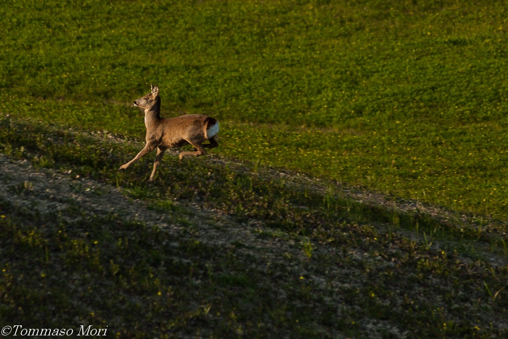 Capriolo in salto #2