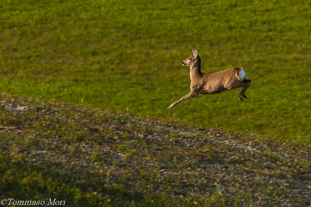 Capriolo in salto #4