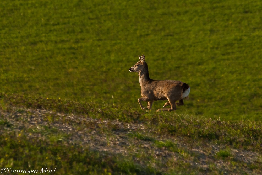 Capriolo in salto #5