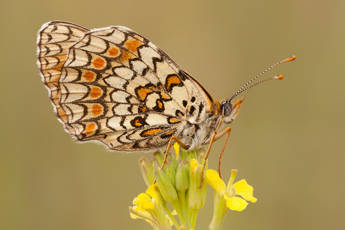 Melitaea phoebe (Update)