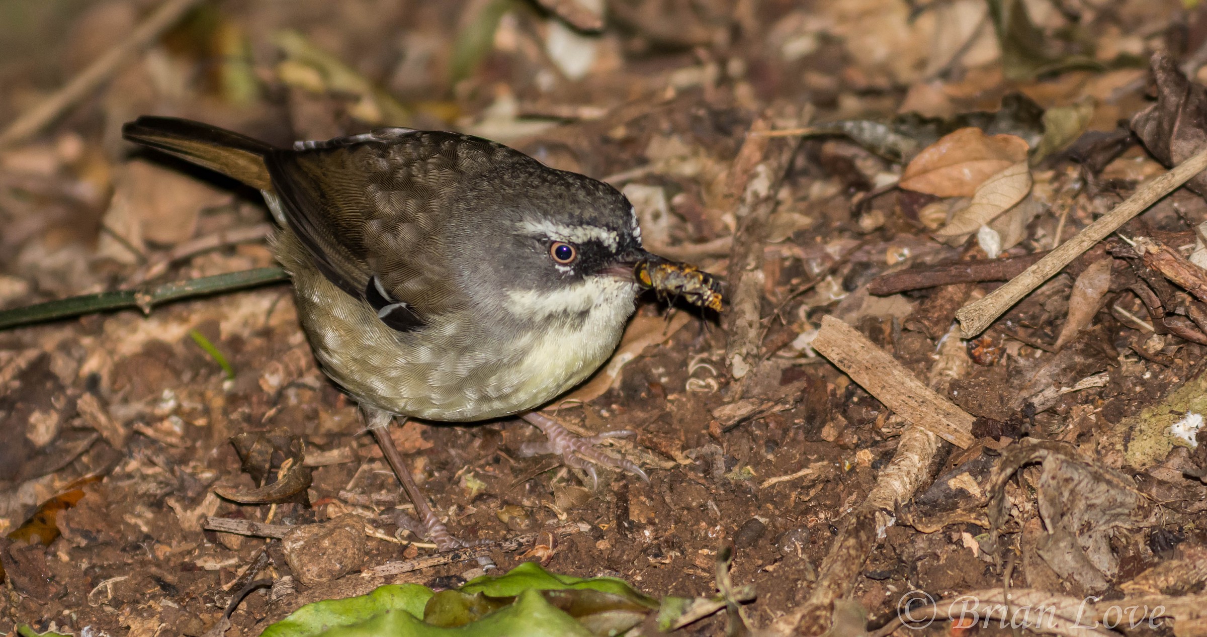 white-browed Scrubwren with breakfast