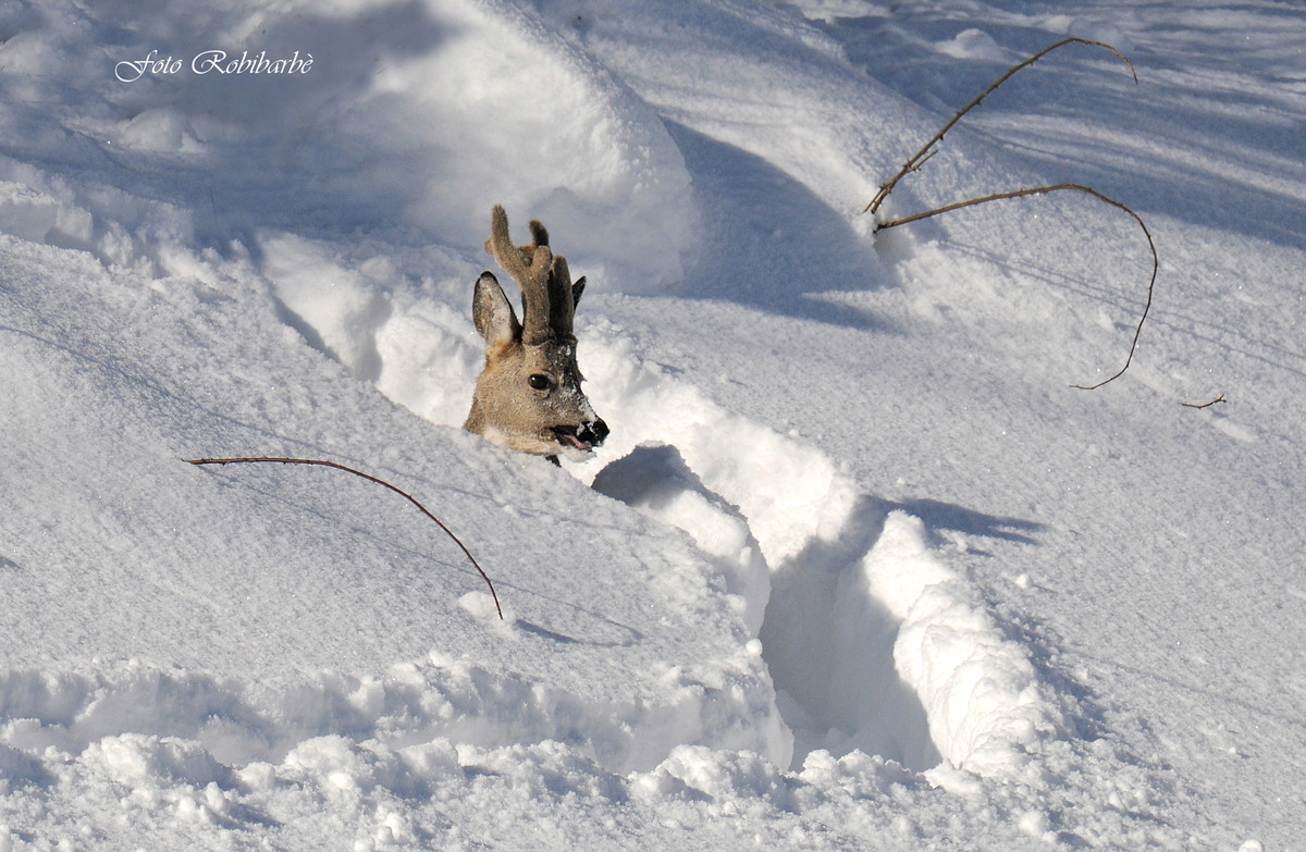 Hunted by the snow ....