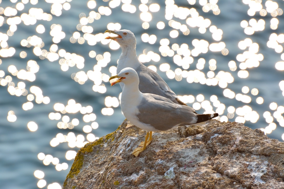 Different generations