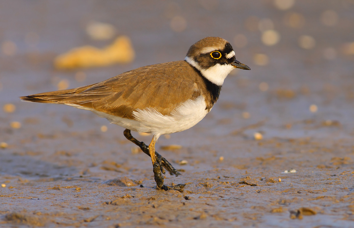 Little Ringed Plover