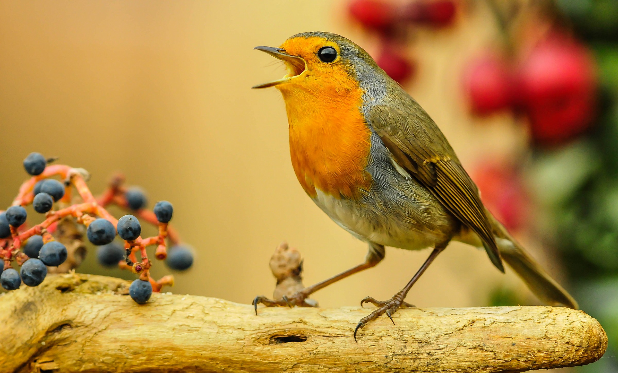 Il canto del pettirosso annuncia la primavera