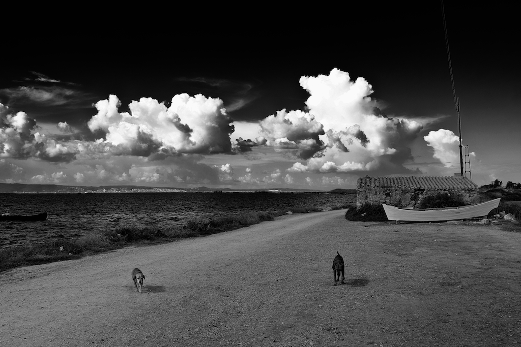 The dogs, Sardegna 2014