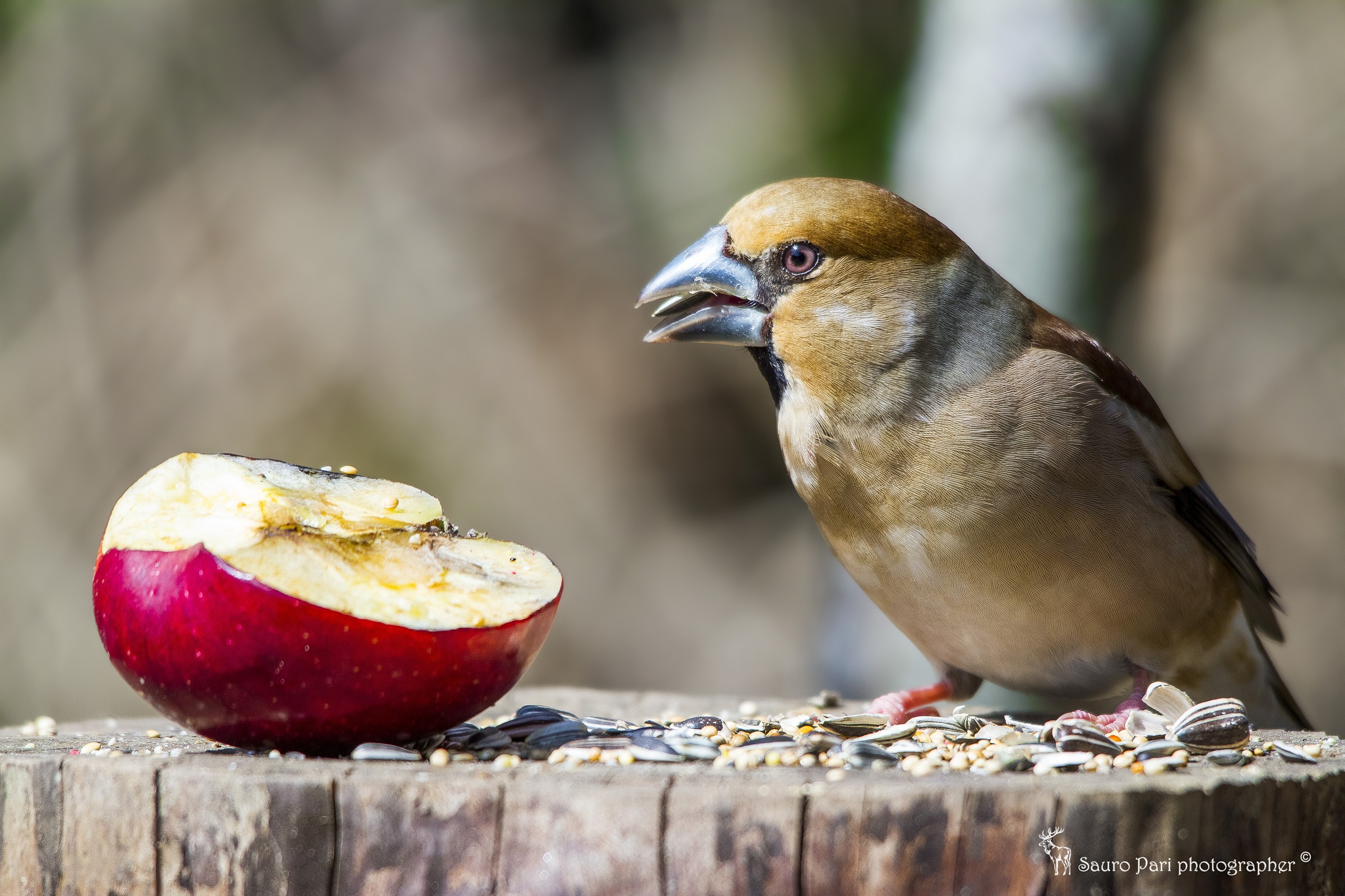 Hawfinch