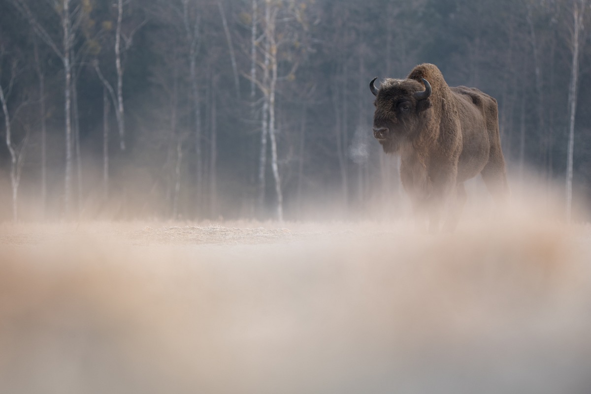 European bison (Bison bonasus)