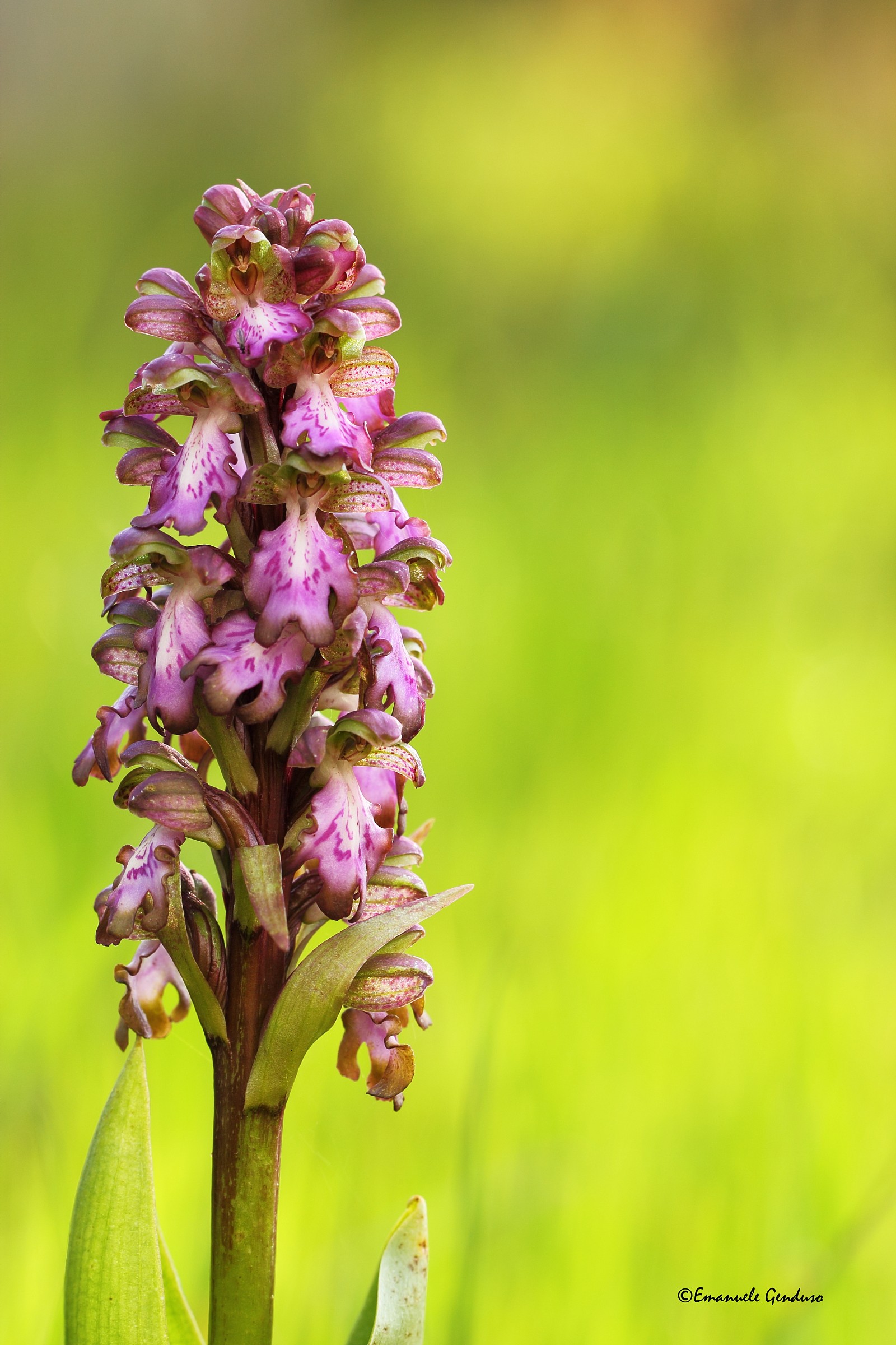 Himantoglossum robertianum