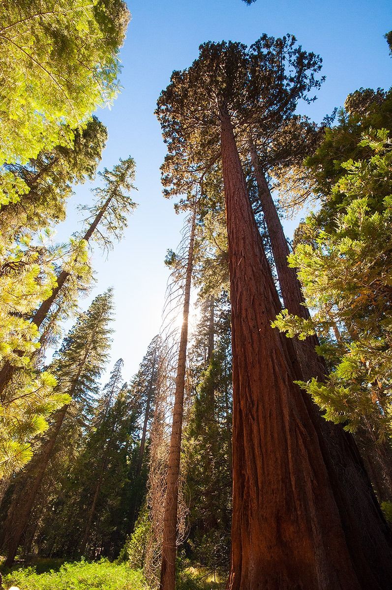 Sequoia