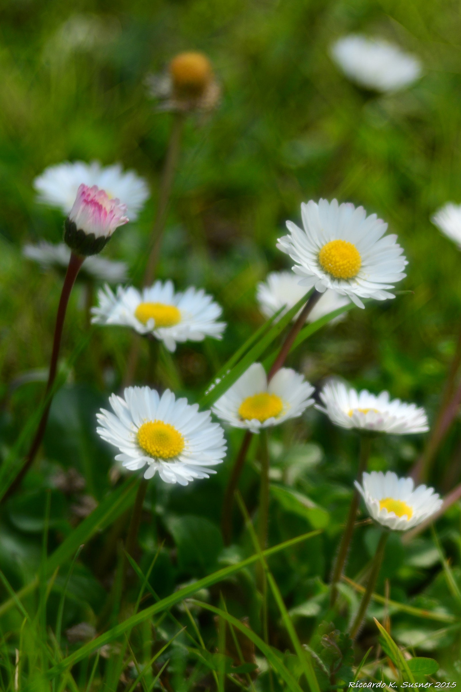 Daisies