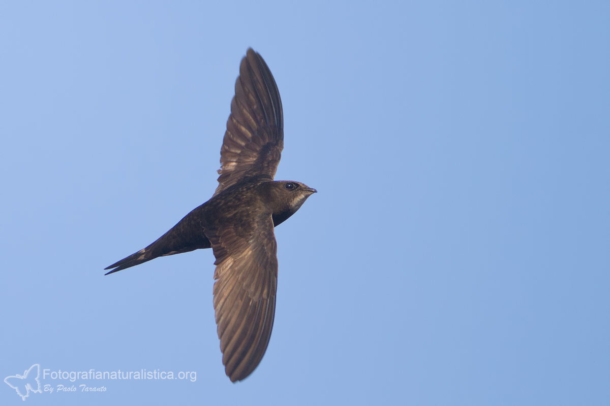 Common Swift (Apus apus)