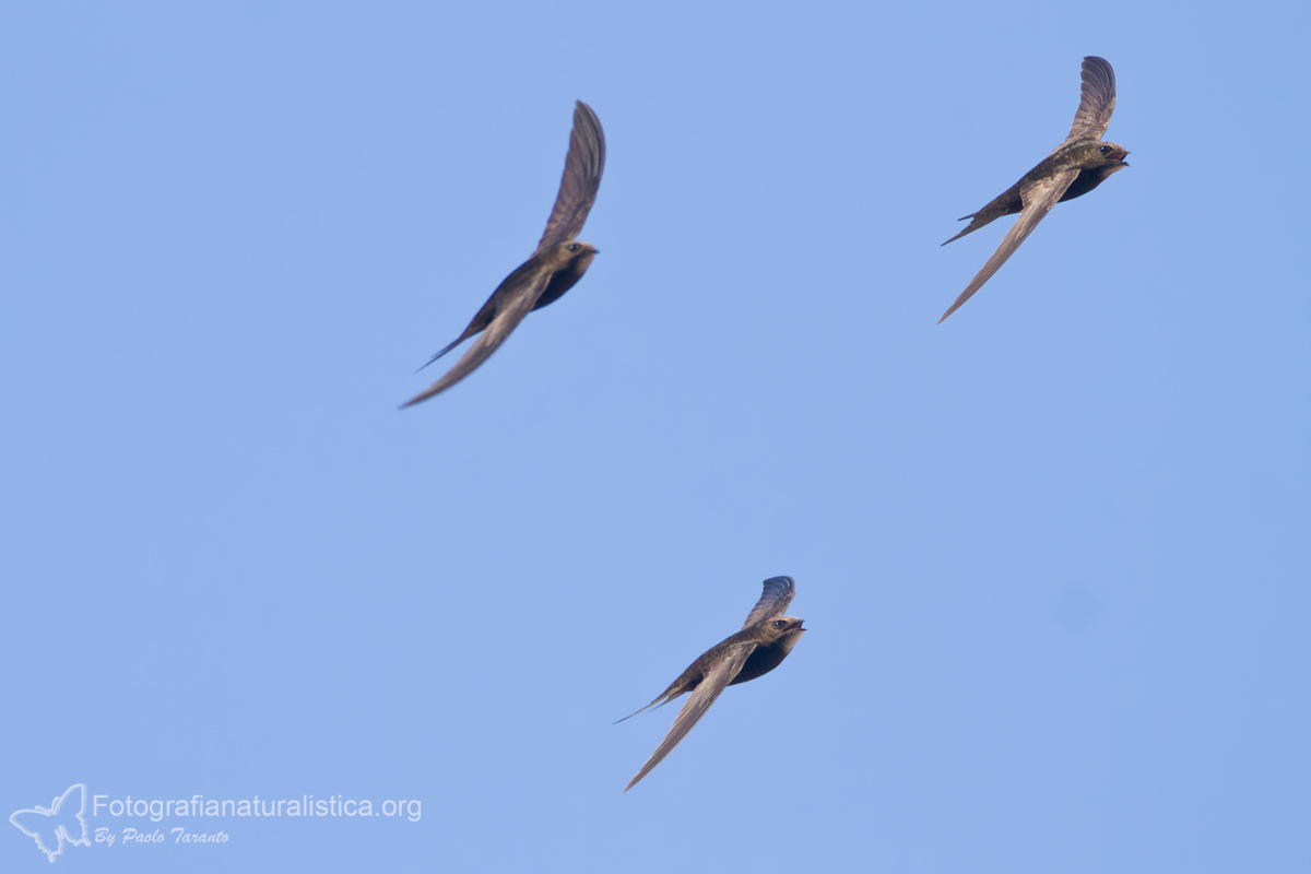 Common Swift (Apus apus)