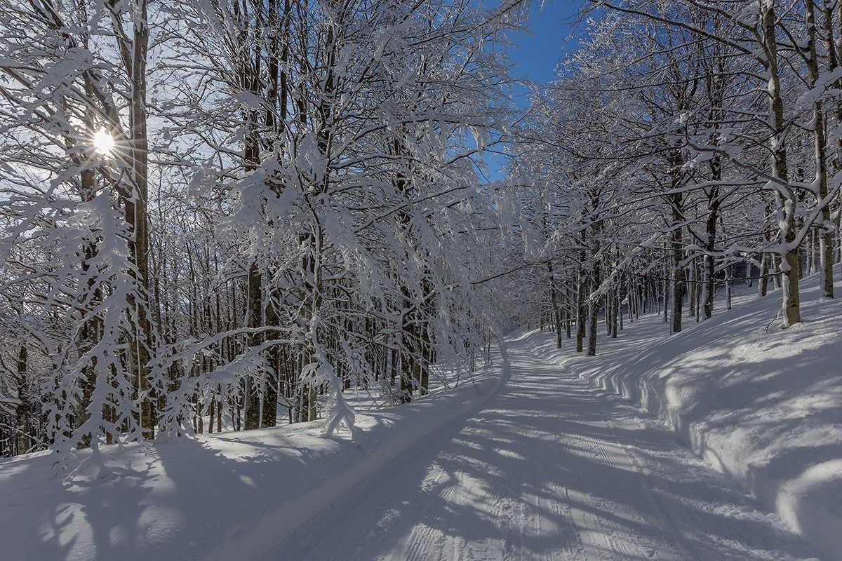 Il fascino dei faggi d'inverno