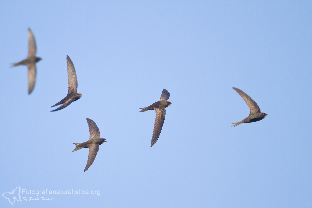 Common Swift (Apus apus)