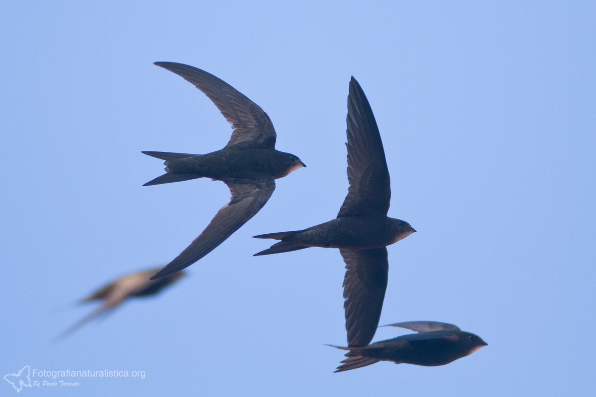 Common Swift (Apus apus)