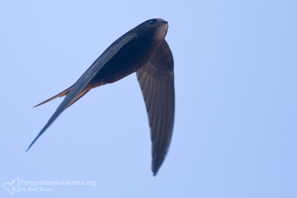 Common Swift (Apus apus)