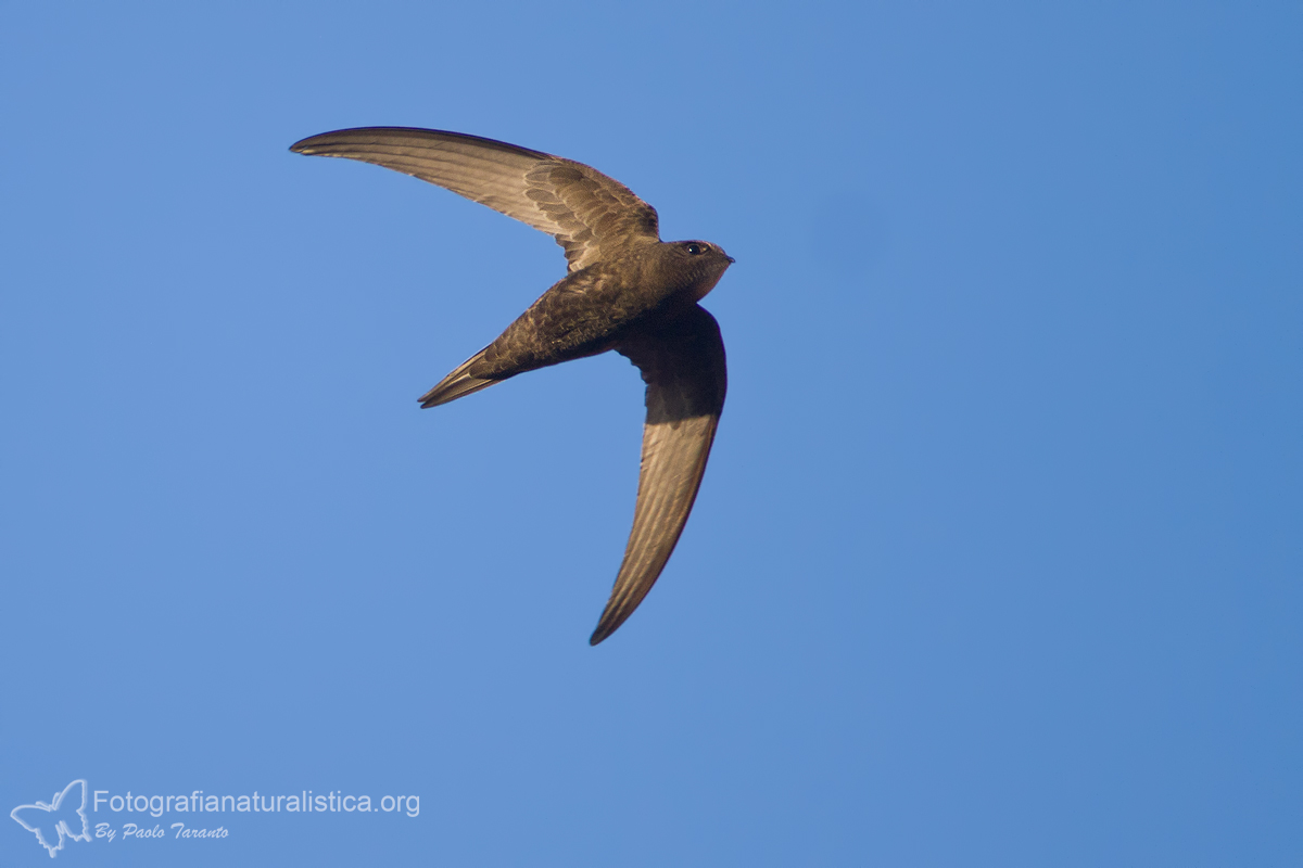 Common Swift (Apus apus)