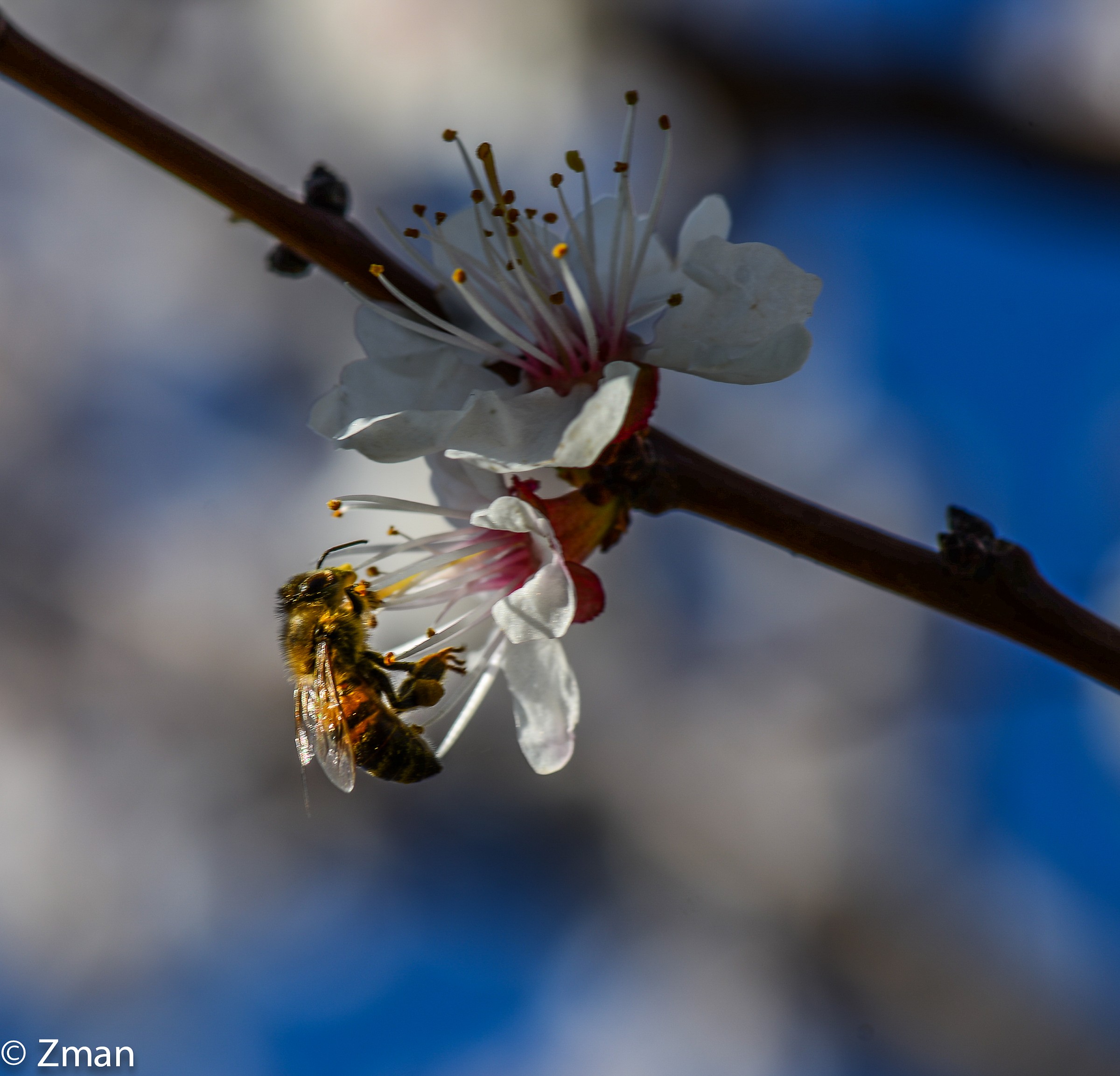 Apricot Flowers