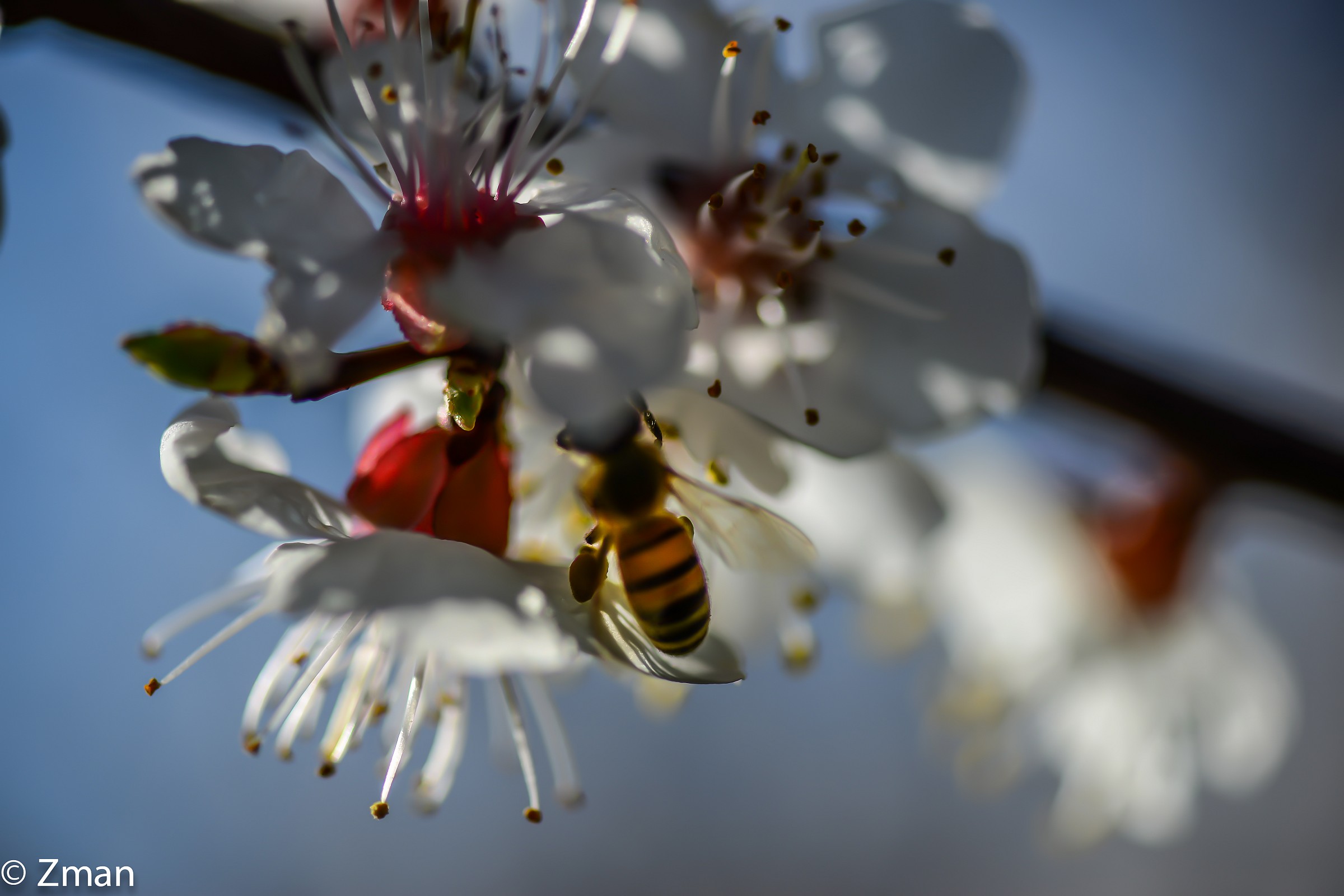 Apricot Flowers