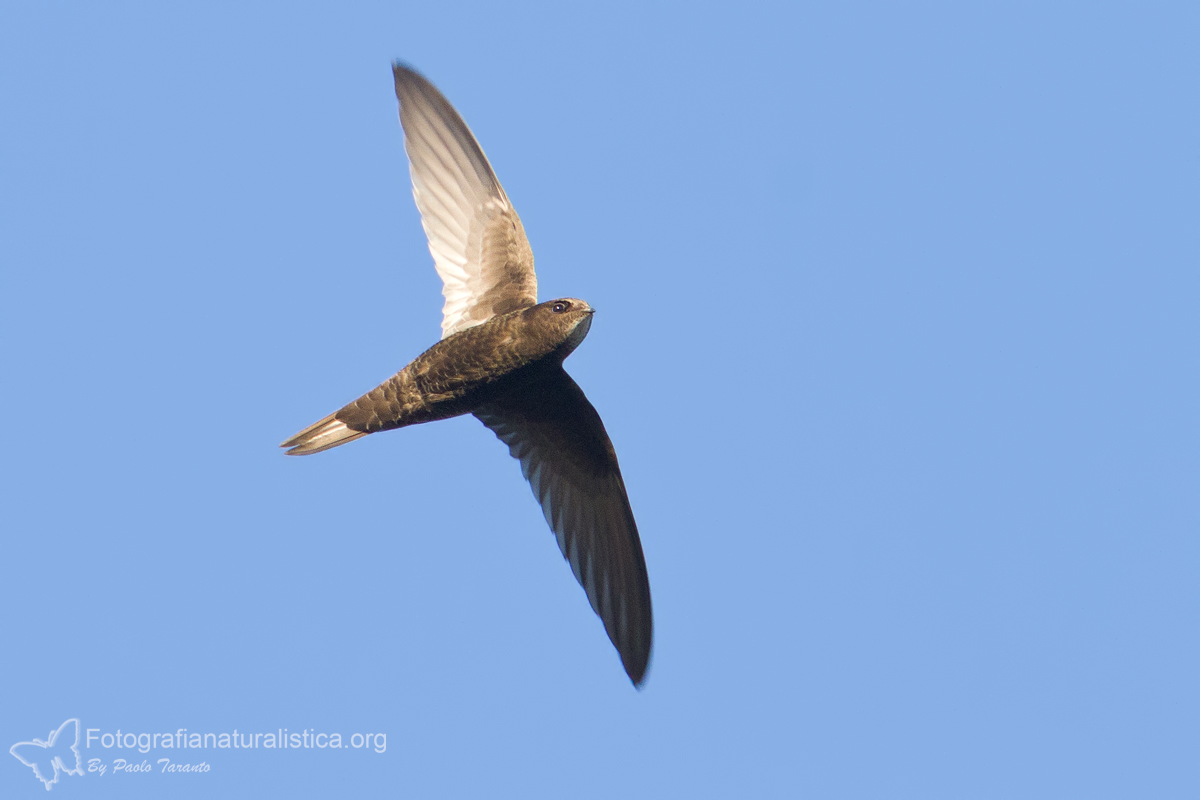 Common Swift (Apus apus)