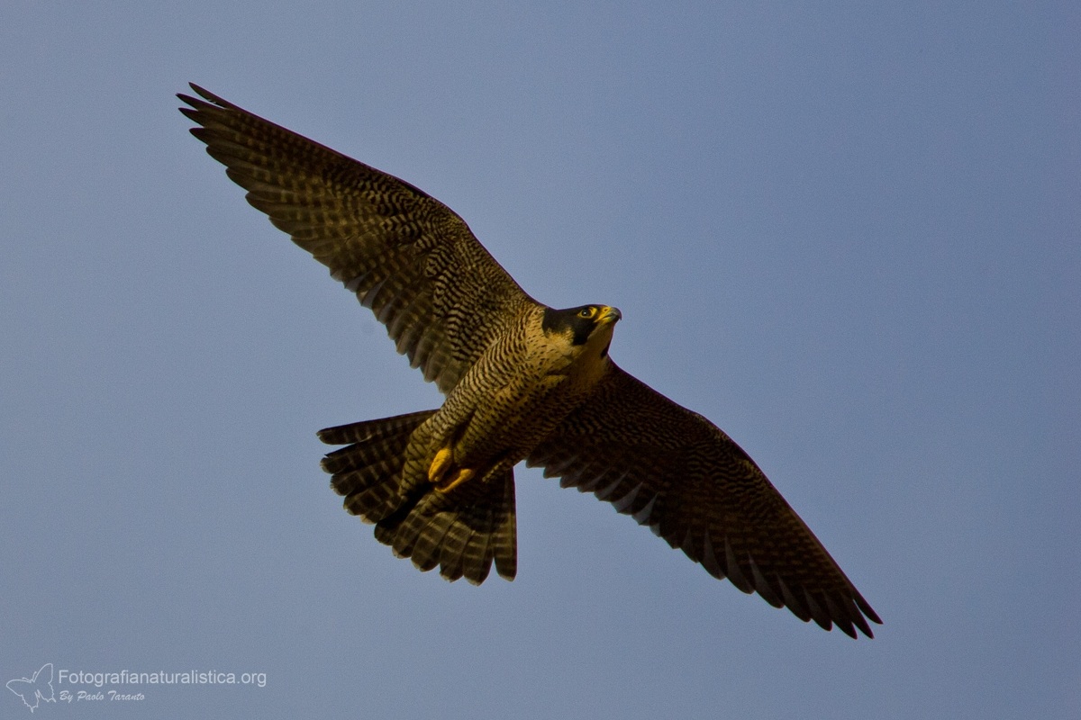 Falco pellegrino (Falco peregrinus)