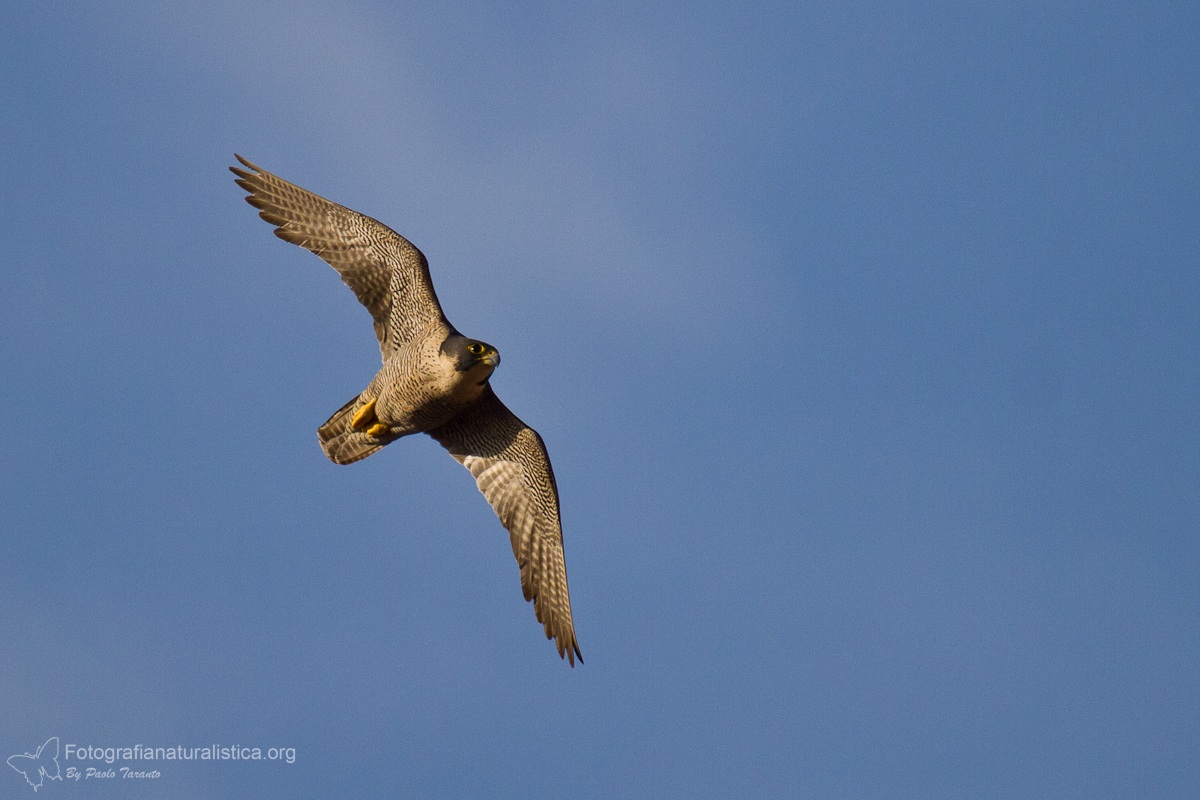 Falco pellegrino (Falco peregrinus