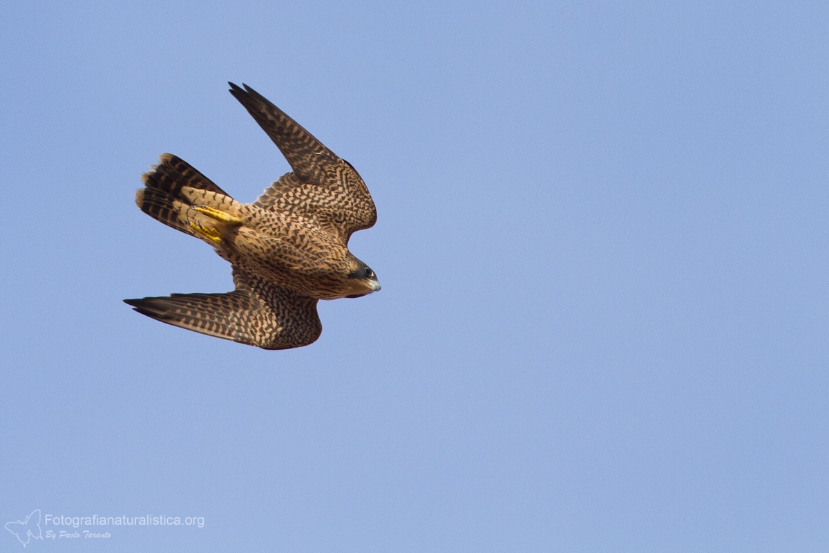 Peregrine falcon (Falco peregrinus