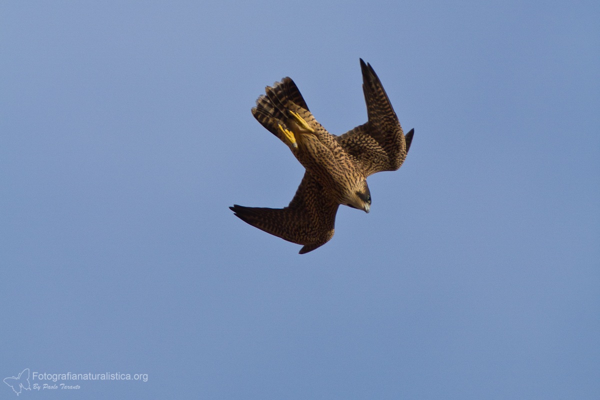 Falco pellegrino (Falco peregrinus