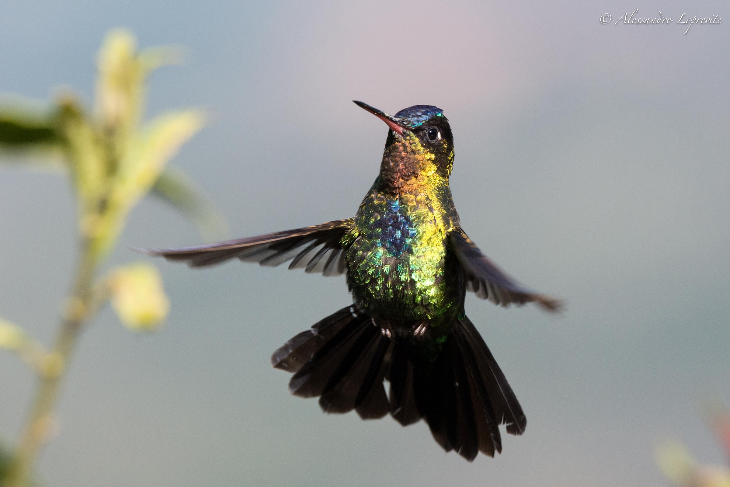 Proving multicolored