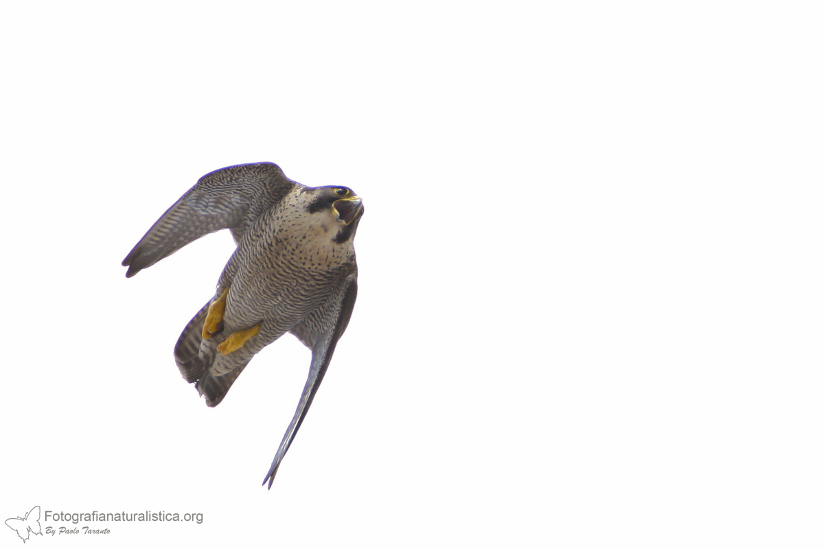 Peregrine falcon (Falco peregrinus