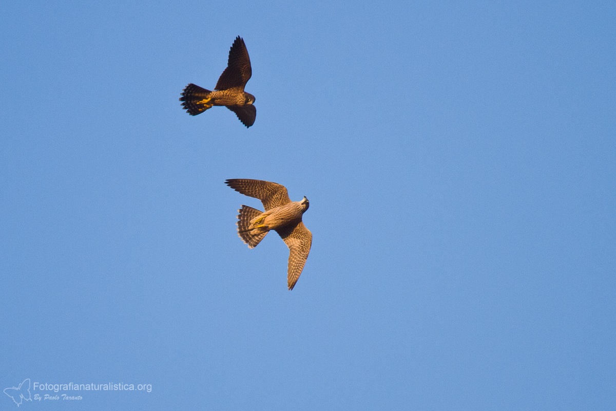 Peregrine falcon (Falco peregrinus