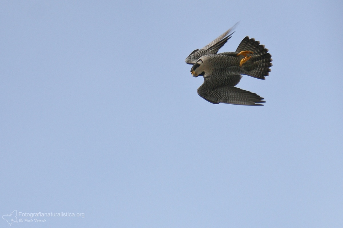 Peregrine falcon (Falco peregrinus