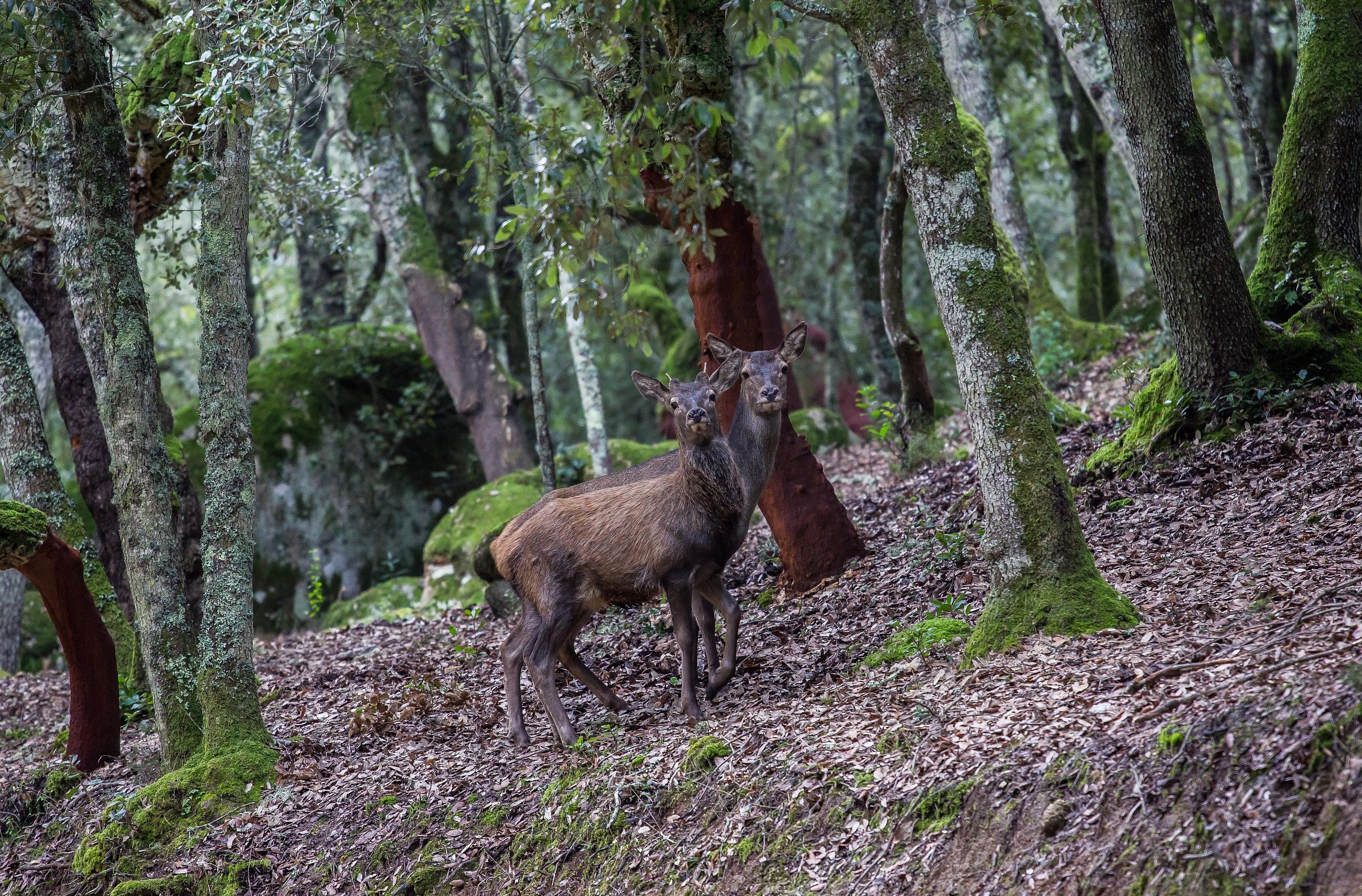 Sardinian deer