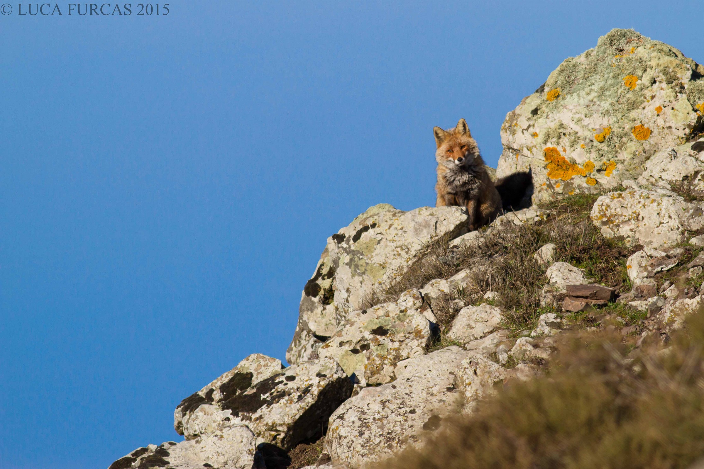 Sarda fox (Vulpes vulpes Ichnusae)