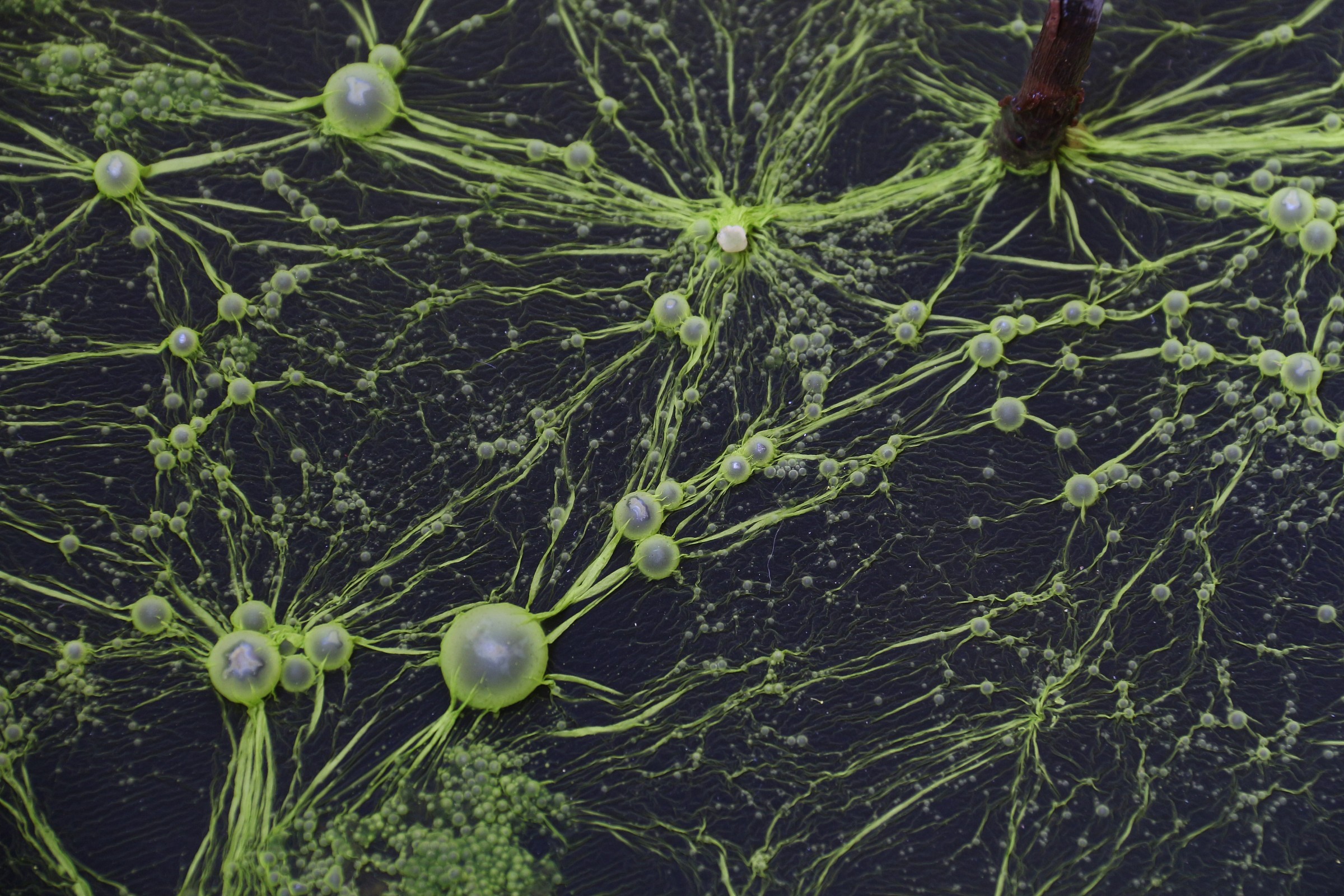 What the hell is it?