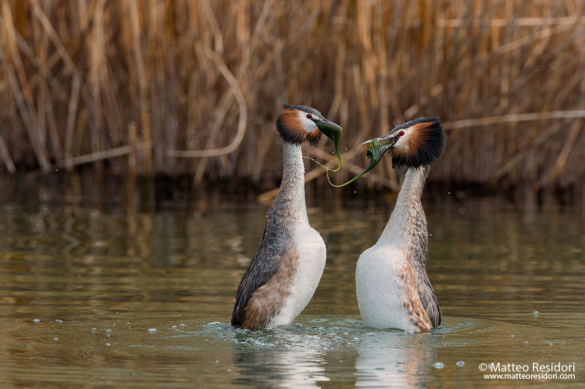 Great Crested Grebe - Dancing Penguin
