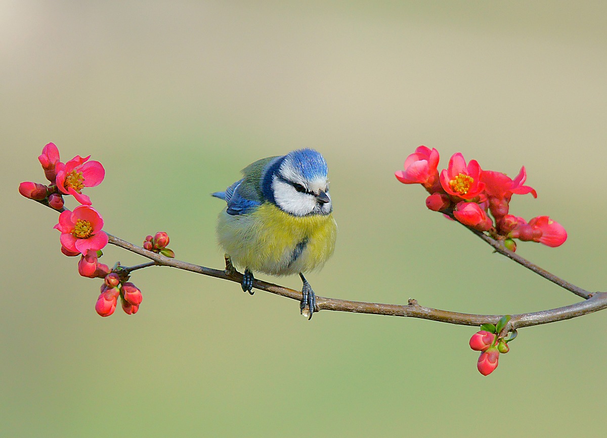 Bentornata Primavera!