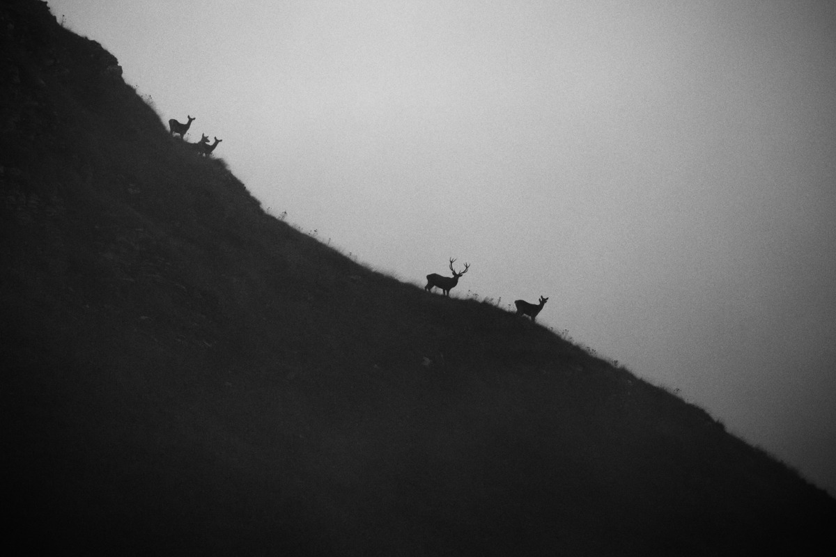 stanno arrivando!!!??