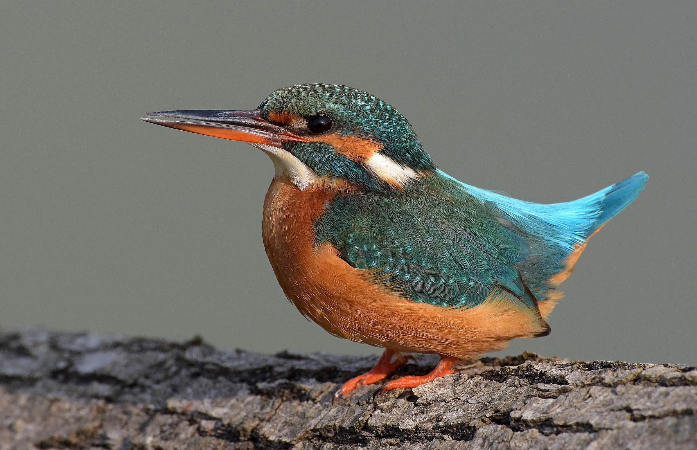 Martina prima del 2015